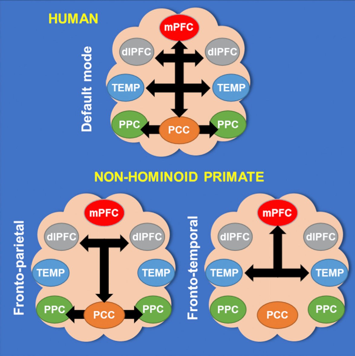 Schemat połączeń DMN u człowieka i naczelnych niehominidowych (Garin et al., 2022)