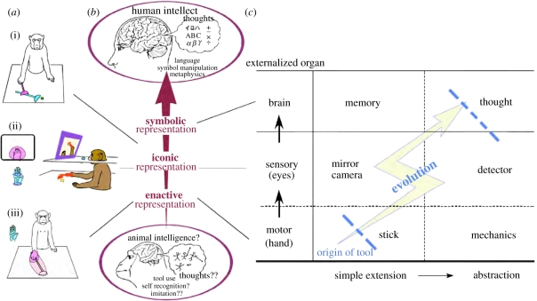 Iriki & Taoka 2012, Fig. 1