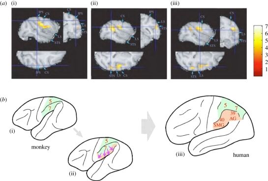 Iriki & Taoka 2012, Fig. 2